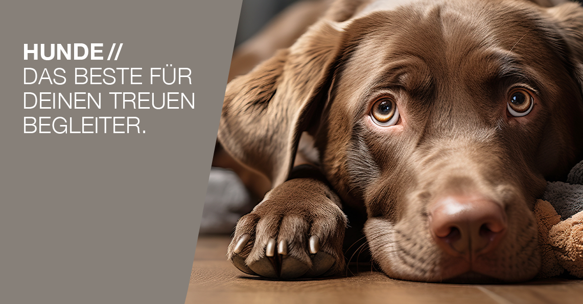 Hunde Tierausstattung