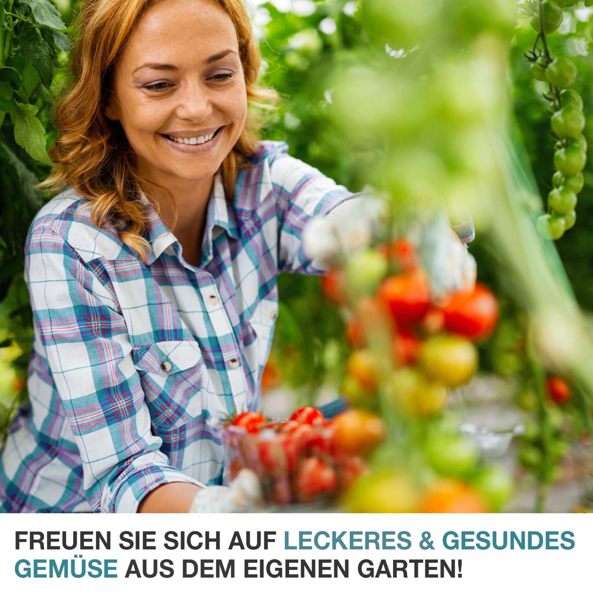 TOM Tomaten Gewächshaus GH-50; Gemüse aus dem eigenen Garten