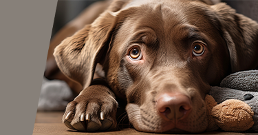 Hunde Tierausstattung