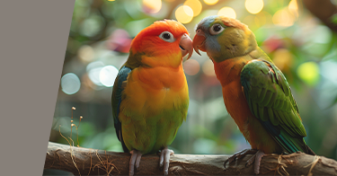 Vögel Tierausstattung