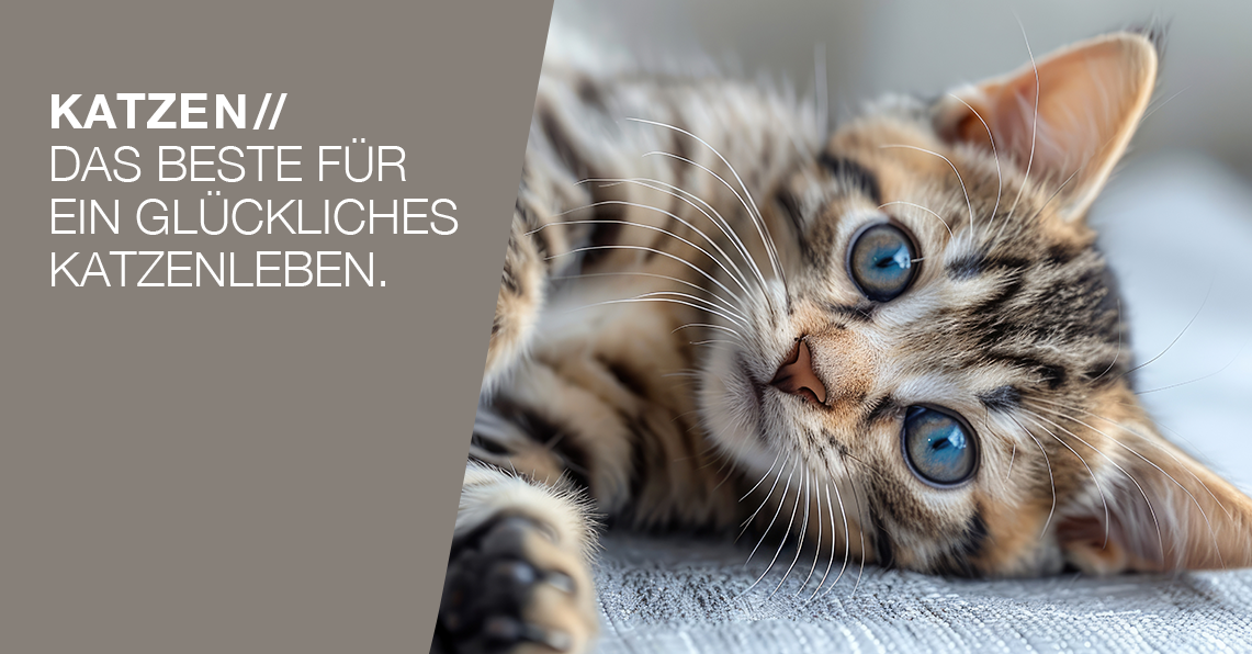 Katzen Tierausstattung