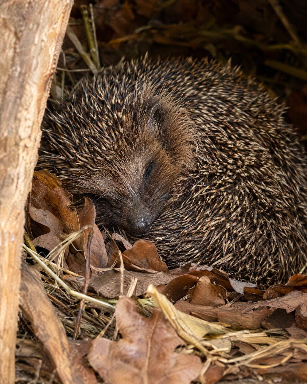 Igel im Winterquartier auf Laub und Heu (Dieses Bild wurde mit Hilfe von KI generiert.)