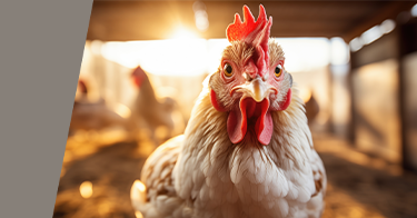 Hühner & Enten Tierausstattung