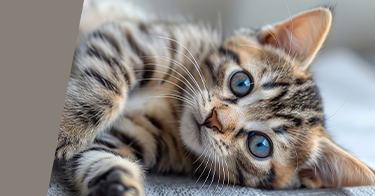 Katzen Tierausstattung