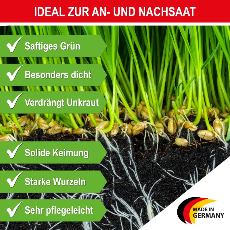 Rasensamen für Nachsaat – dicht wachsend, unkrautverdrängend und mit starker Wurzelbildung